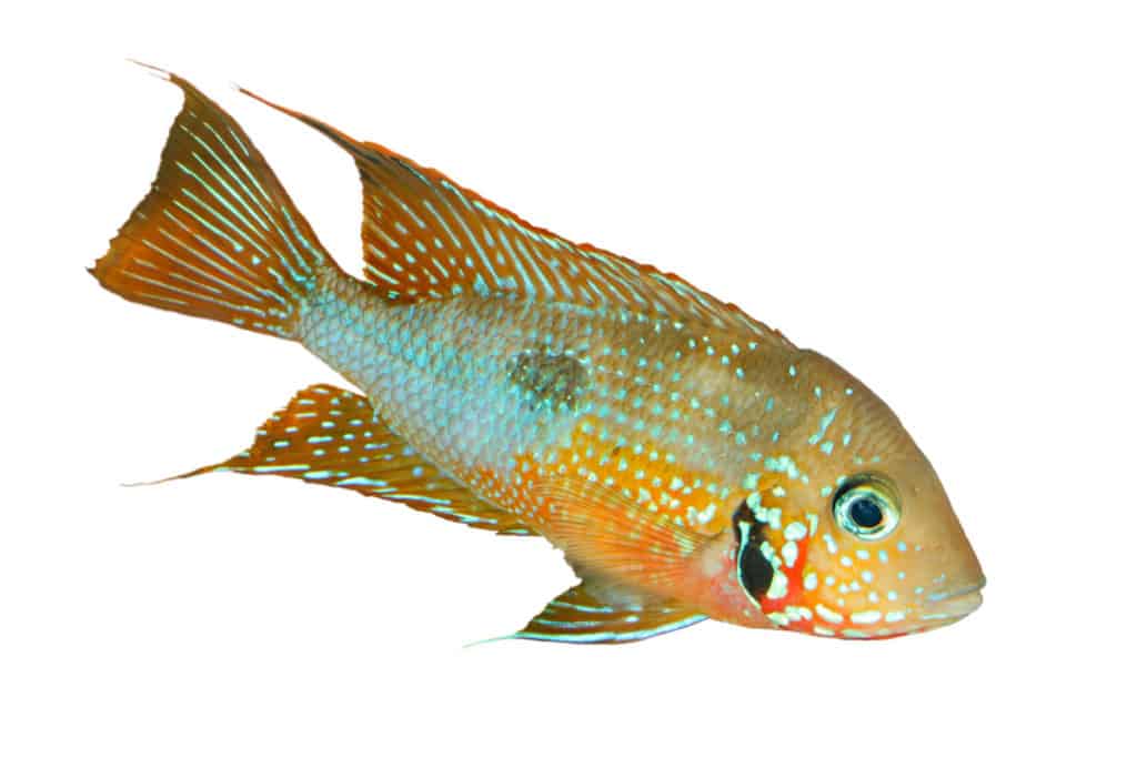 firemouth cichlid