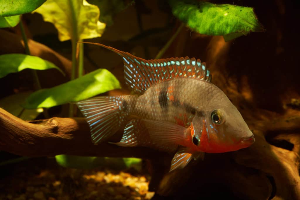 firemouth cichlid