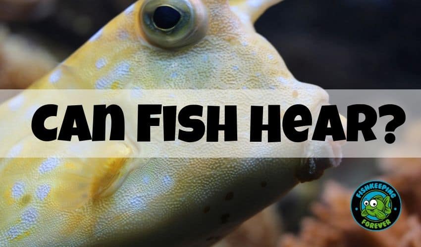 Can fish hear?