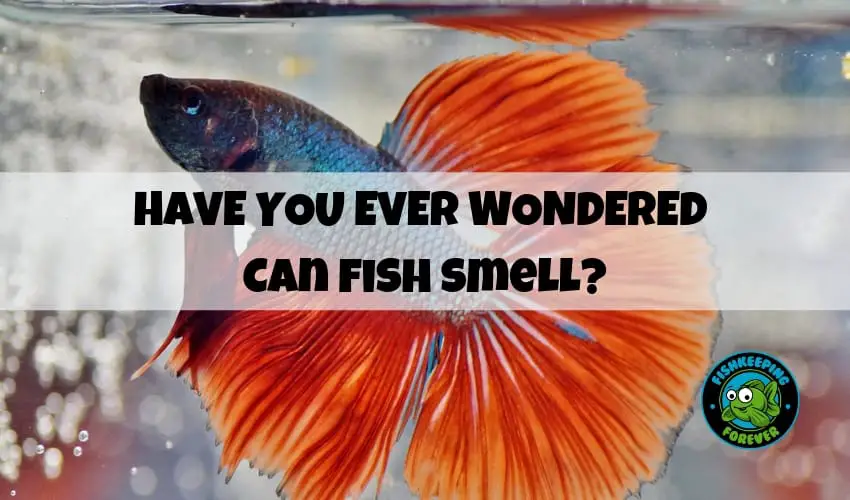CAN FISH SMELL?