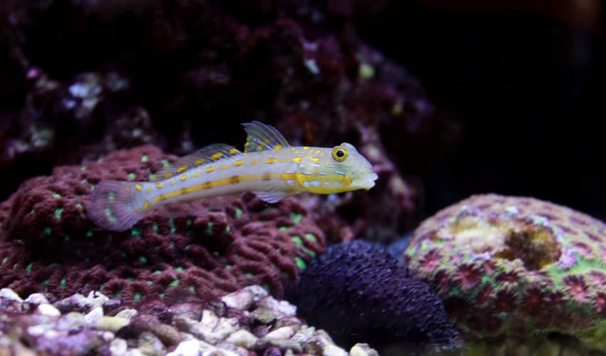 Diamond watchman goby