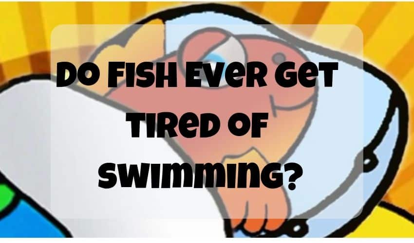 do fish ever get tired of swimming