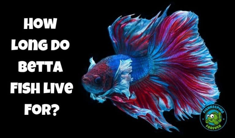 How Long Do Betta Fish Live? What is the lifespan of a Betta ...