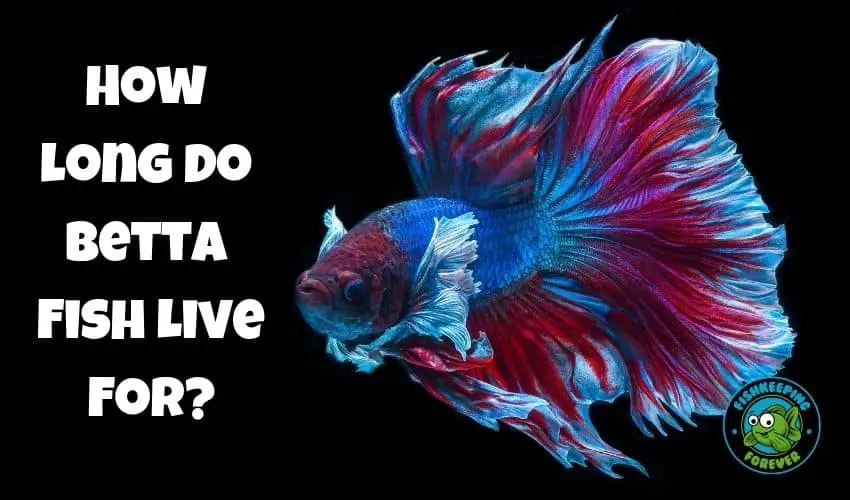 How long do betta fish live for?