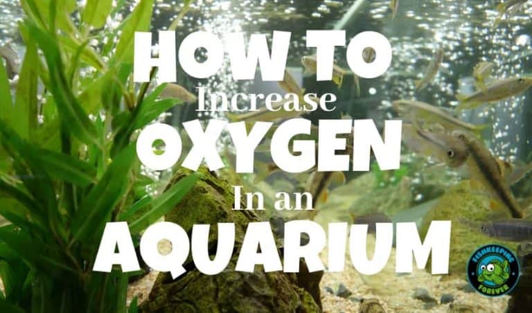 How To Increase Oxygen In a Fish Tank? – Fishkeeping Forever