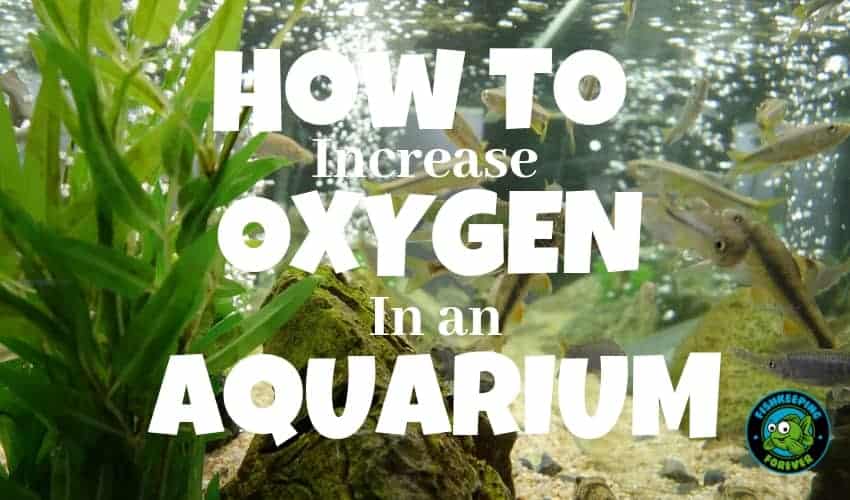 How To increase oxygen in an aquarium