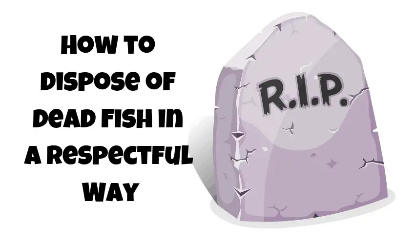 how to dispose of a dead fish