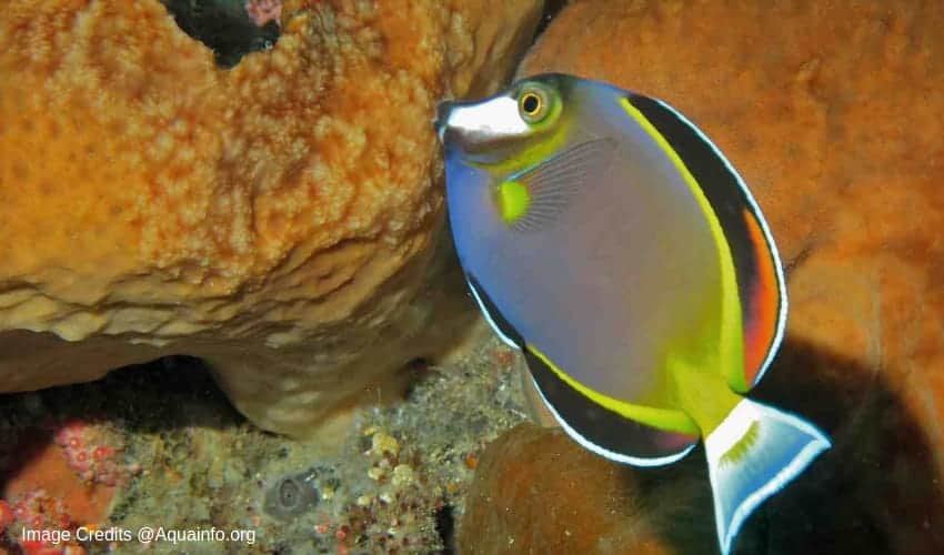 powder brown tang