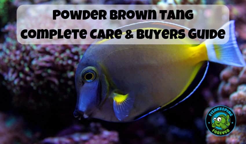 powder brown tang