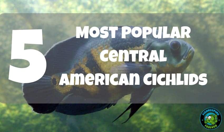TOP 5 MOST POPULAR CENTRAL AMERICAN CICHLIDS