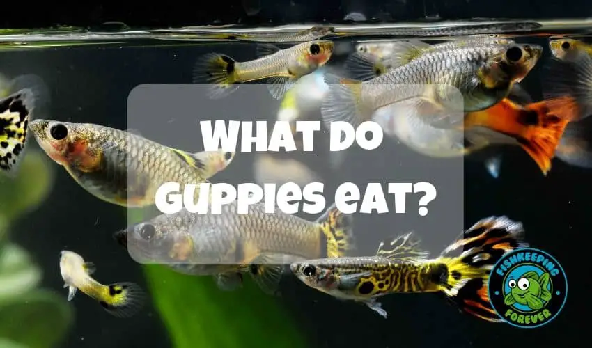 what do guppies eat