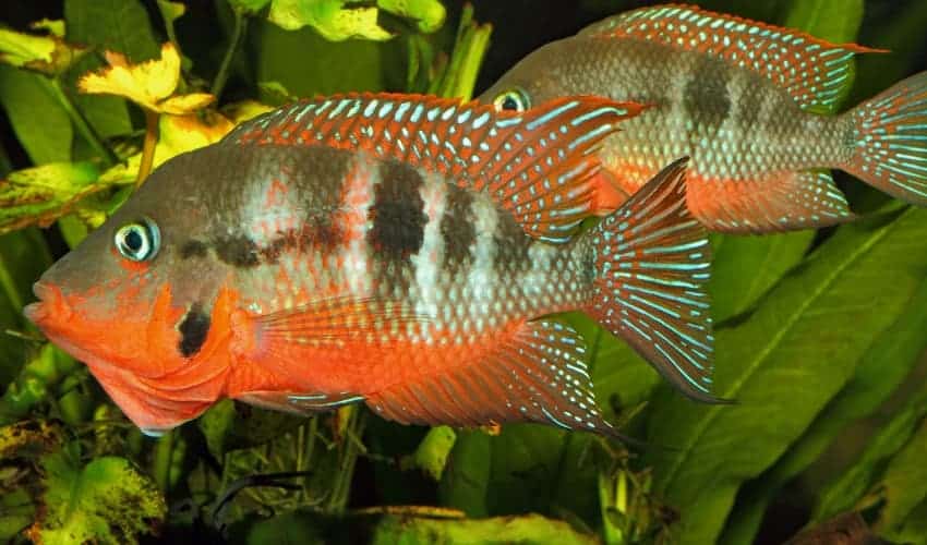 a pair of firemouth cichlids