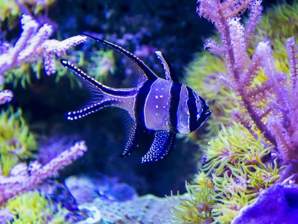 Banggai cardinalfish care guide