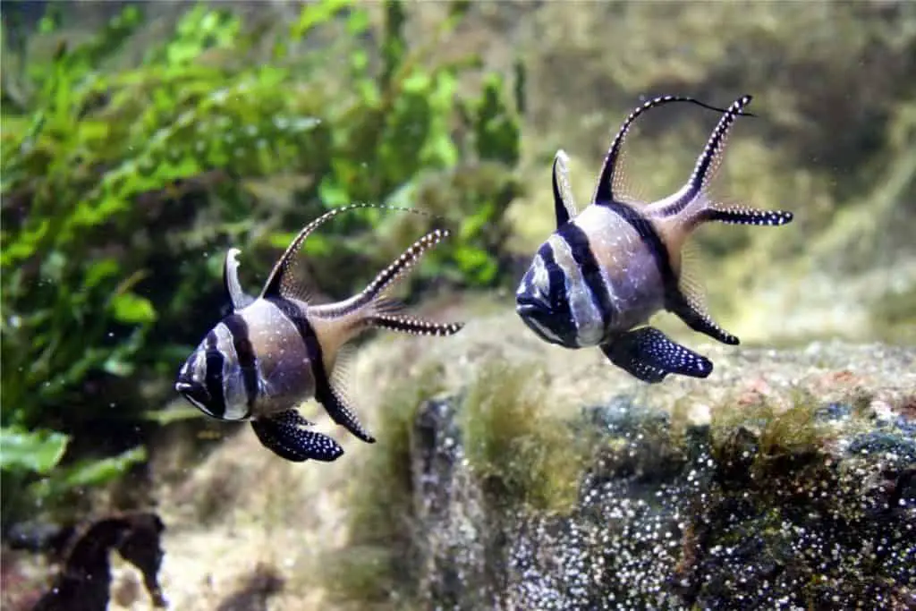 banggai cardinalfish breeding