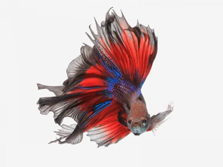 betta fish not eating