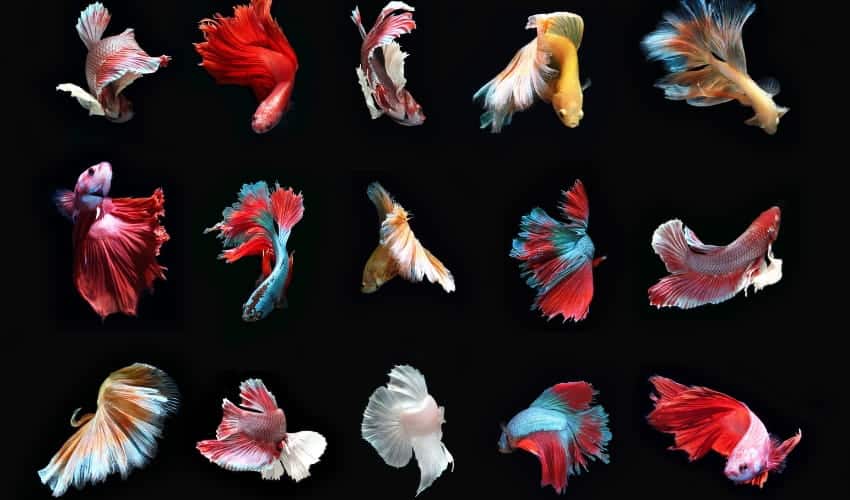 betta fish image