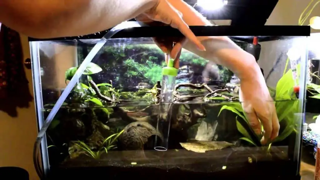 cleaning a fish tank makes fish happy