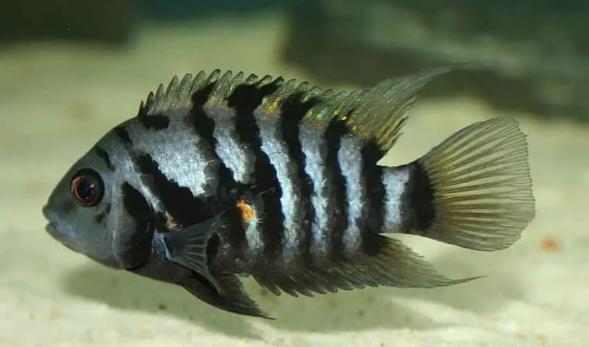 convict cichlid