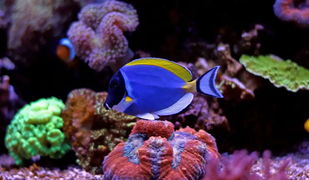 do fish in captivity live longer?