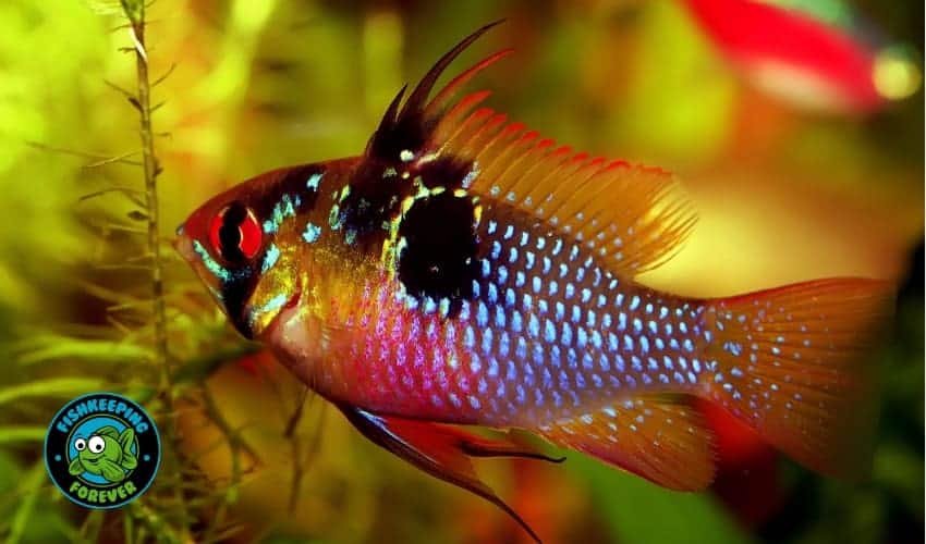 female ram cichlid