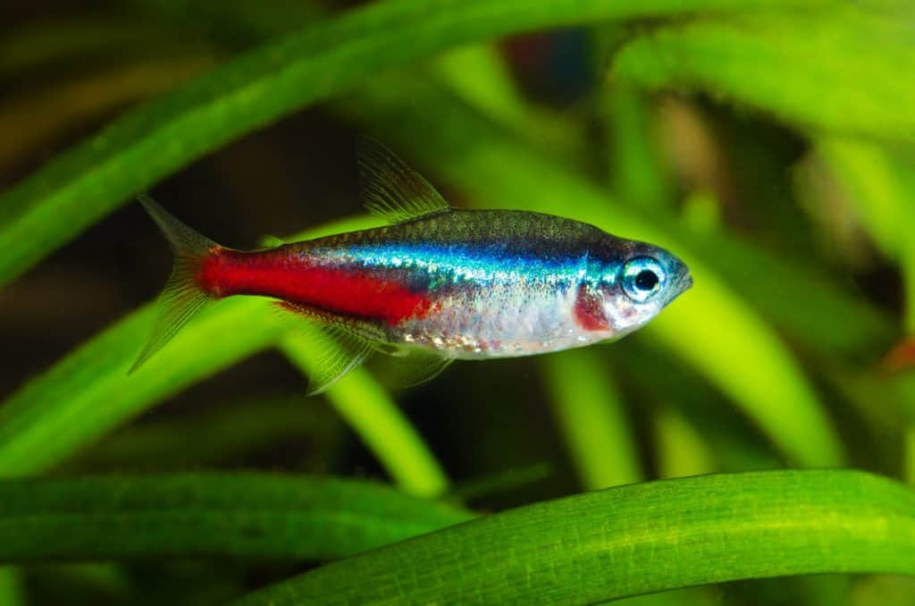 neon tetra 