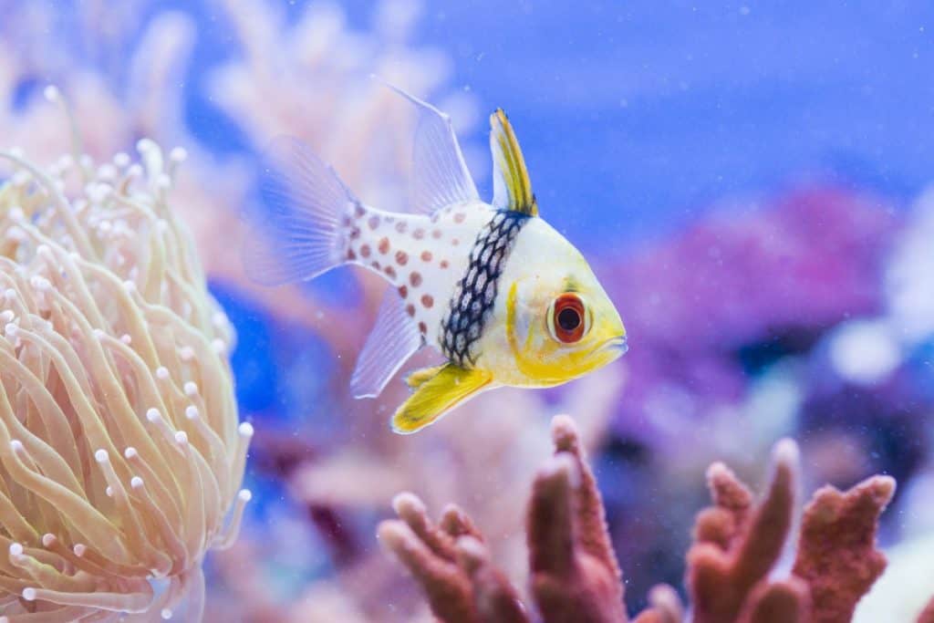 Pajama Cardinalfish: Care | Breeding | Feeding and Cost – Fishkeeping