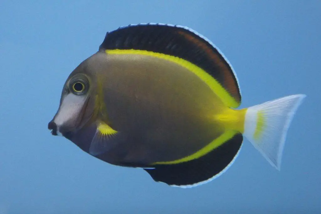 powder brown tang