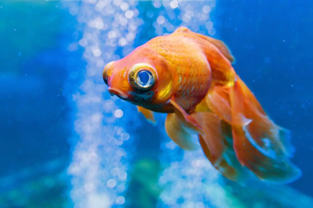 Can Goldfish Live Alone Is A Solitary Life Cruel Fishkeeping Forever