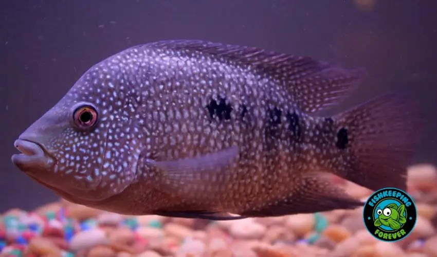 Texan Cichlid