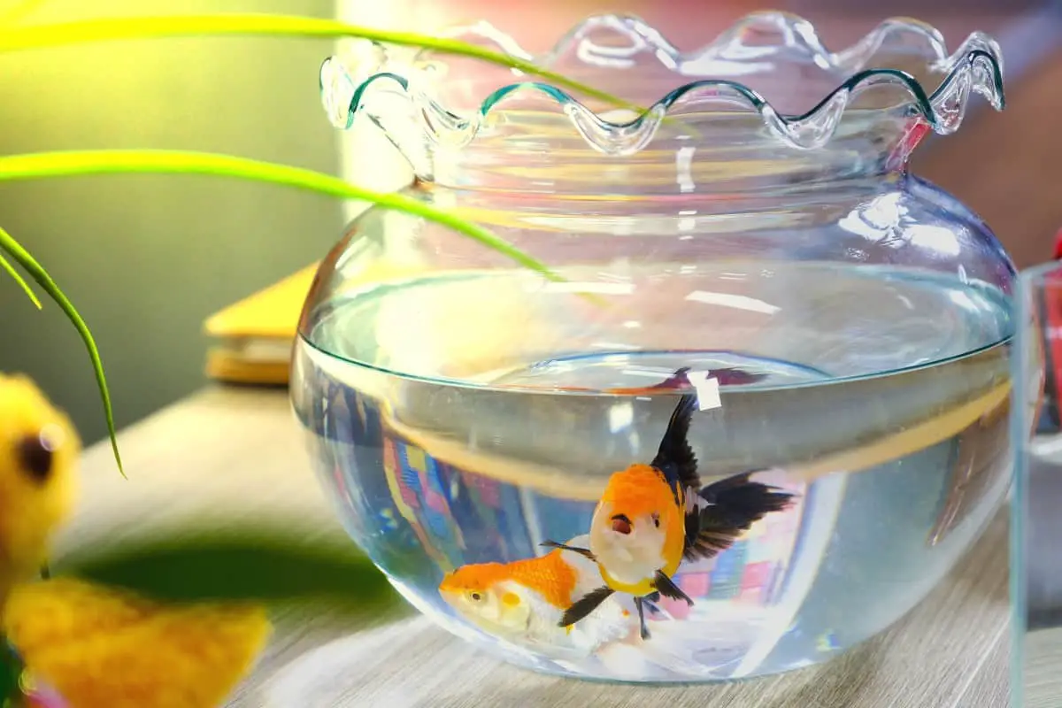 Is keeping a Pet Fish Cruel? – Fishkeeping Forever