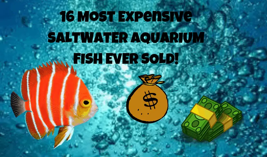 16 MOST EXPENSIVE SALTWATER AUARIUM FISH EVER SOLD