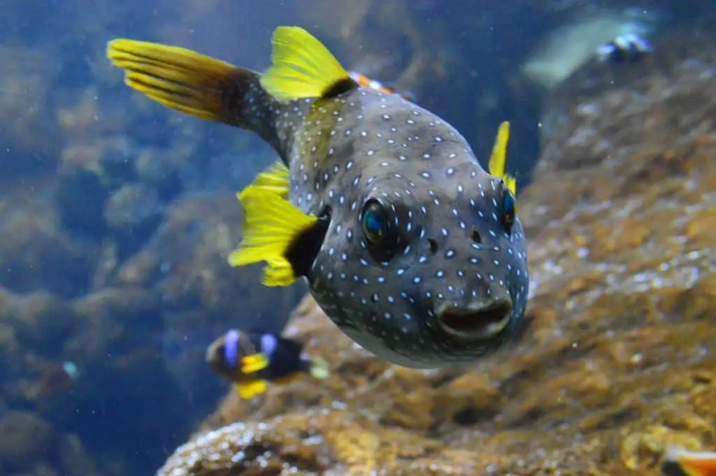 16 poissons d'aquarium d'eau salée les plus chers