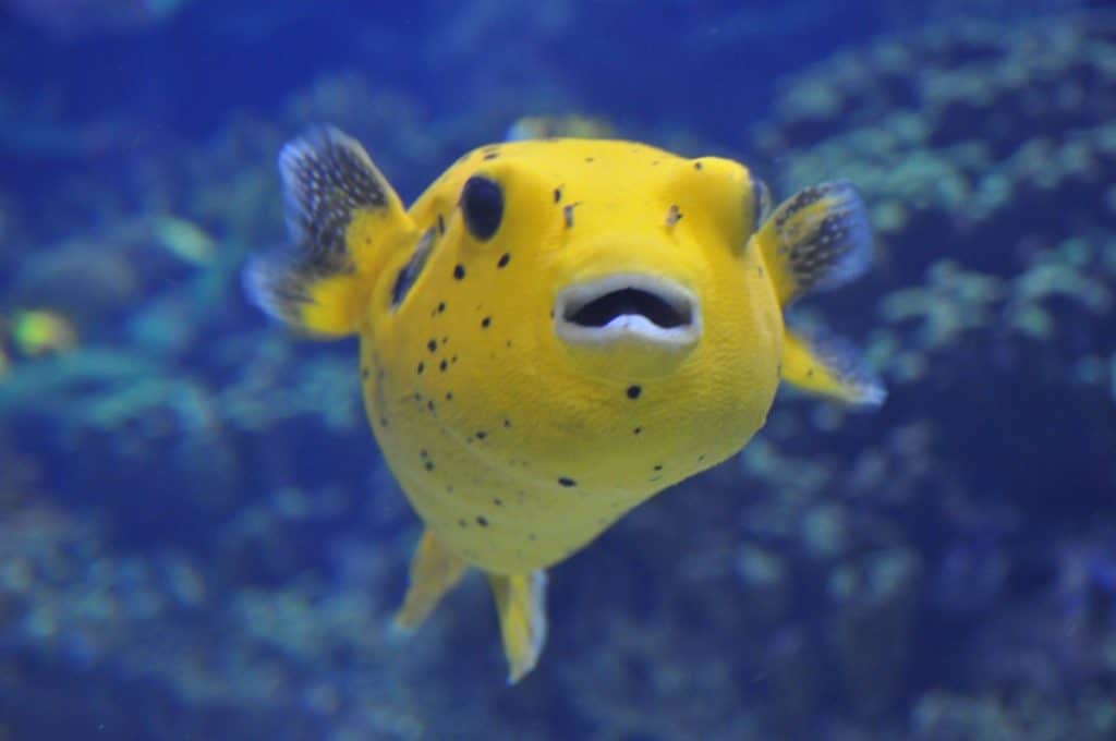 Los 16 peces de agua salada más caros