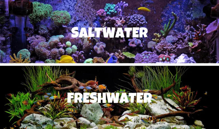 Saltwater vs Freshwater Aquariums: 21 Pros and Cons – Fishkeeping Forever