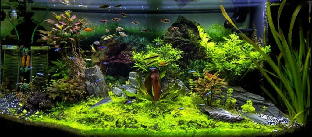 Well planted aquarium