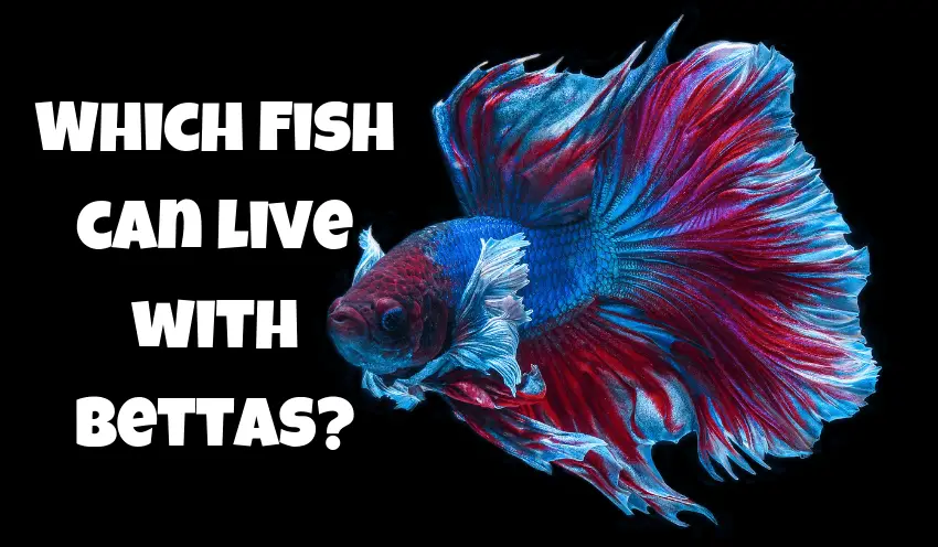 How Long Do Betta Fish Live?