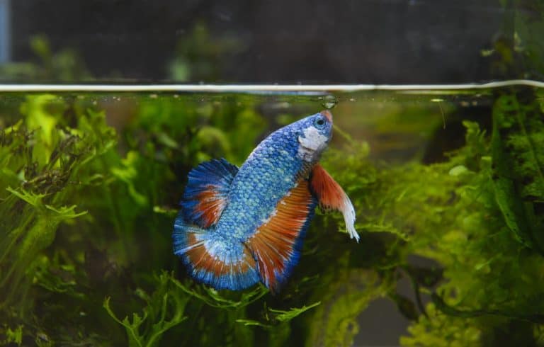 Why is my Betta fish not eating? (Top 5 Possible Reasons) – Fishkeeping