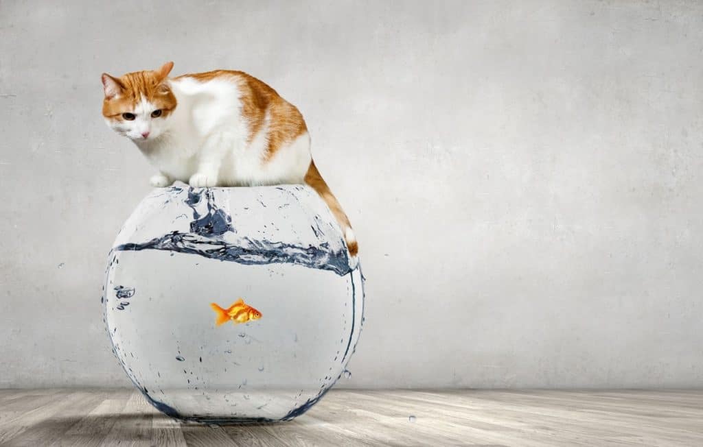 cat sat on a bowl