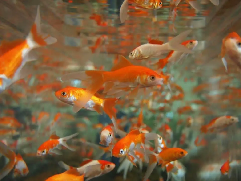 image of goldfish for an article about if goldfish can eat rice