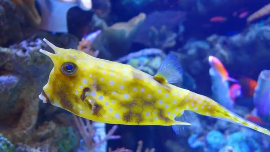 Longhorn Cowfish Lifespan (Improve your cowfish’s life expectancy