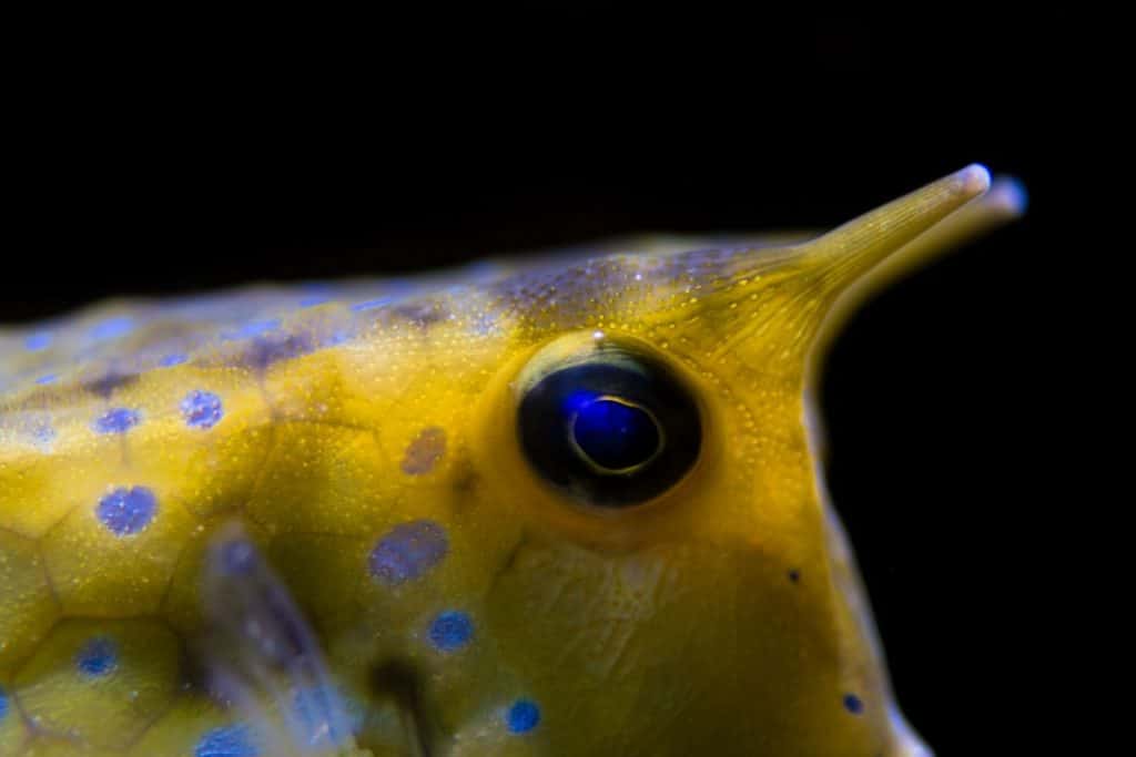 cowfish eye sight