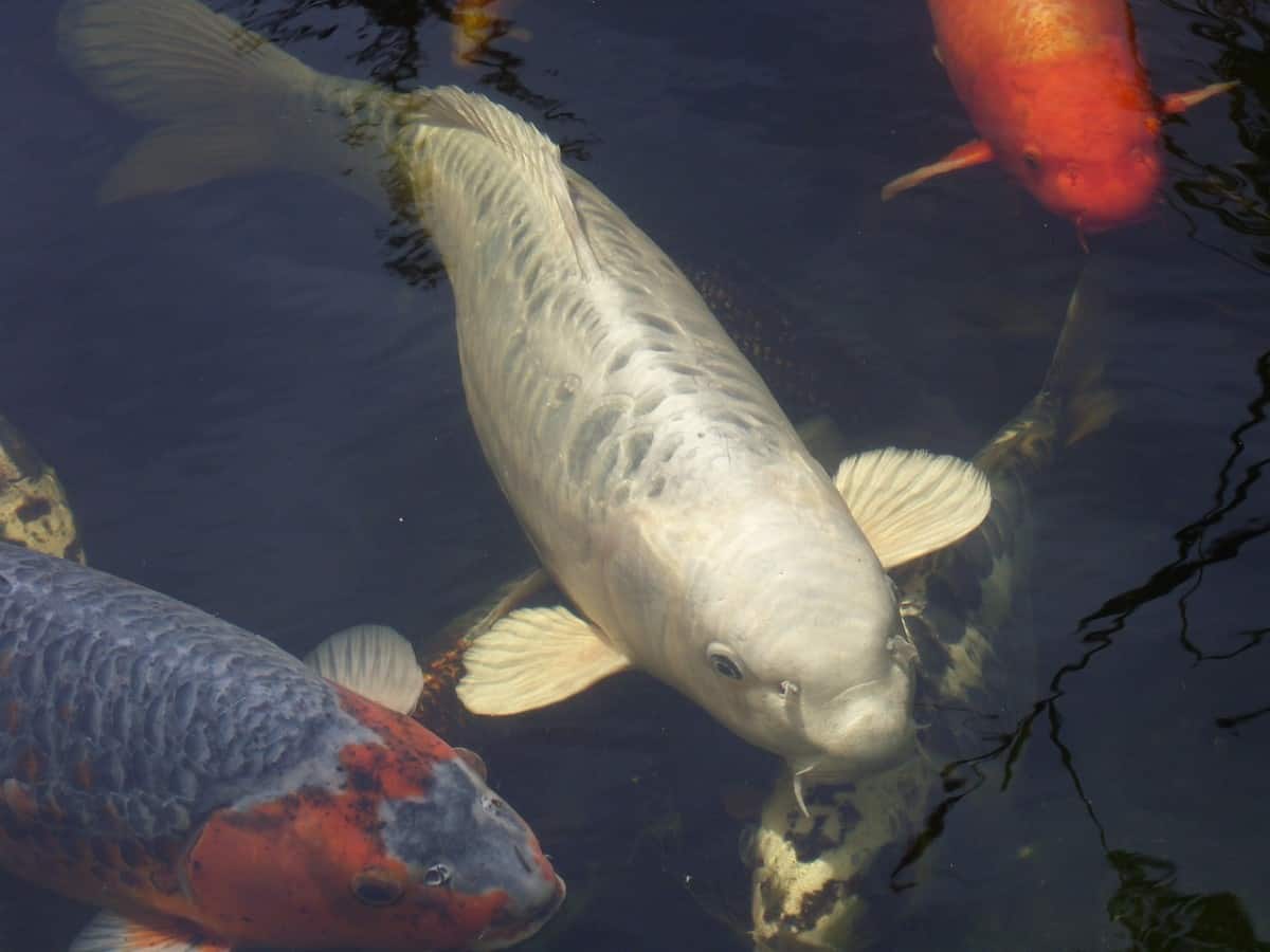 koi image