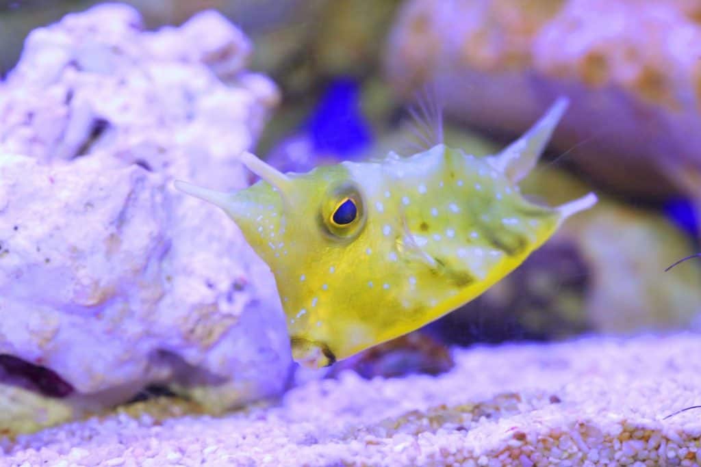 longhorn cowfish