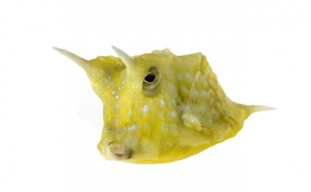 Longhorn cowfish facts