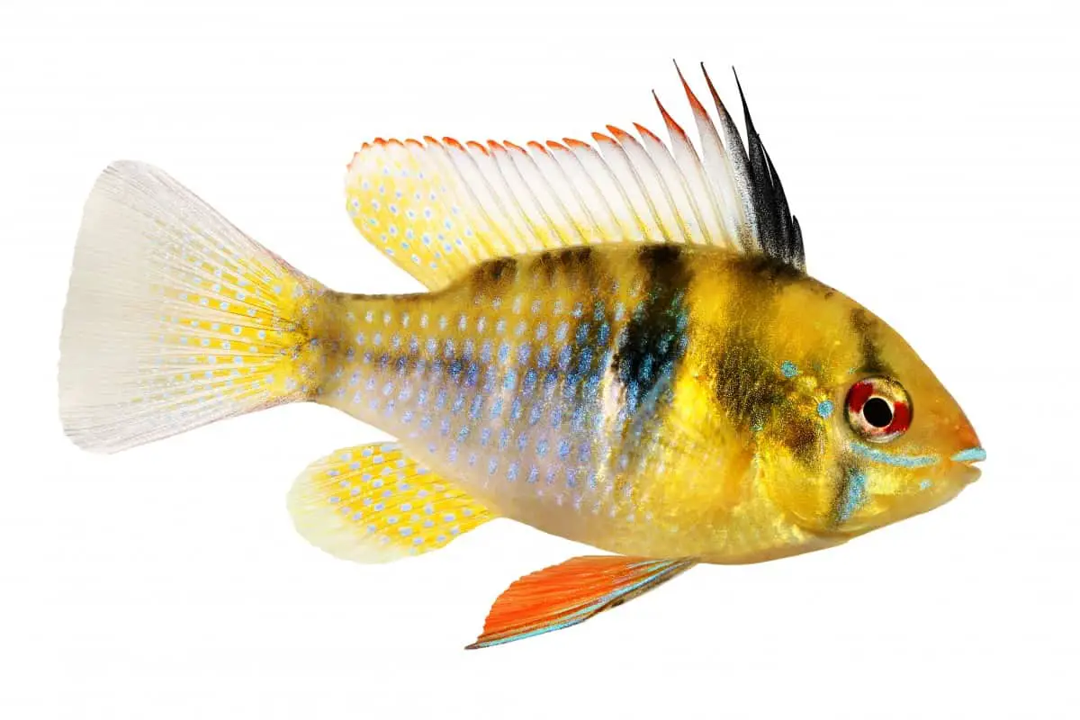 ram cichlid types