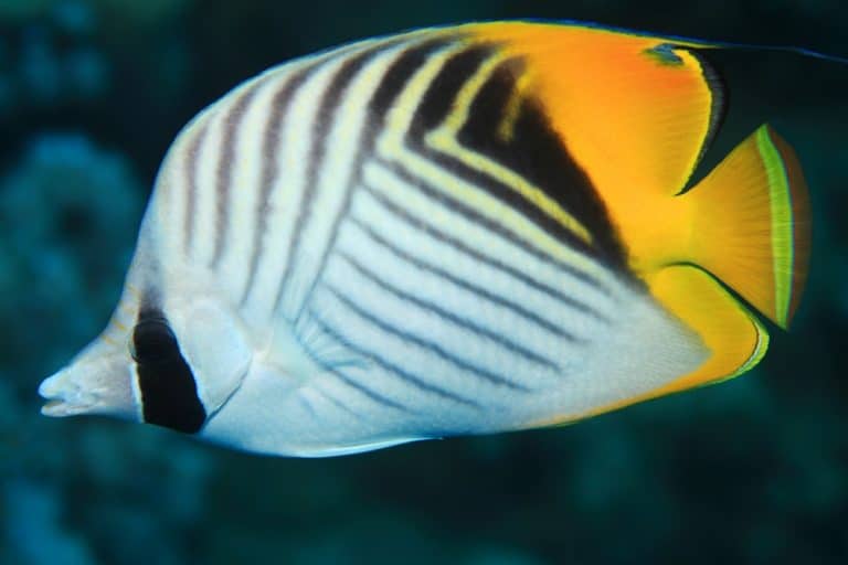 Auriga Butterflyfish: Diet | Size | Breeding | Lifespan | Care Guide ...