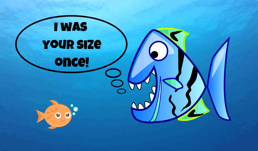 how long does it take for a pet fish to grow to full size?