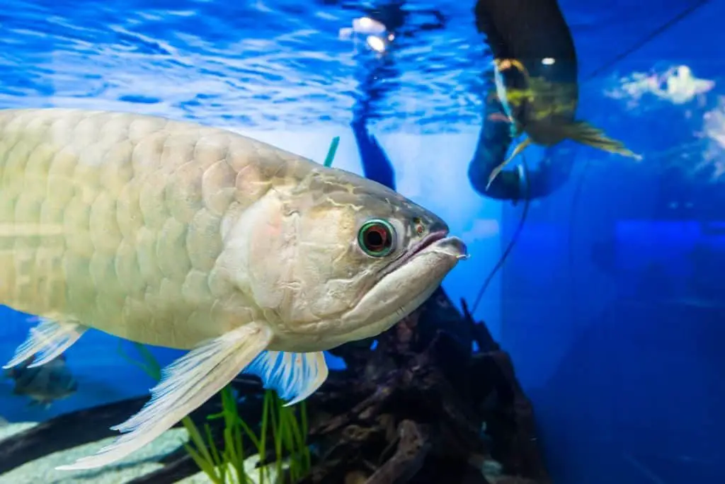 Arowanas grow fast