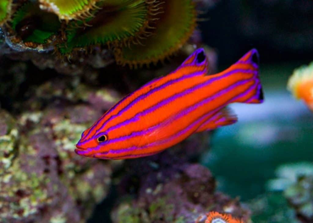 exotic saltwater aquarium fish