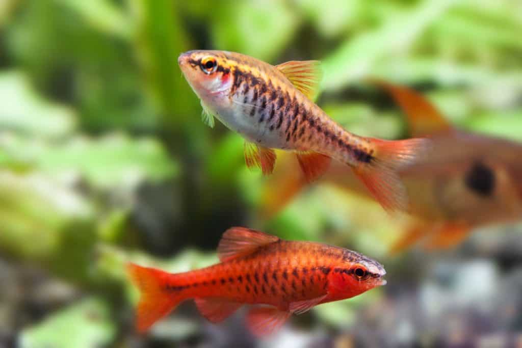 cherry barb- tropical fish